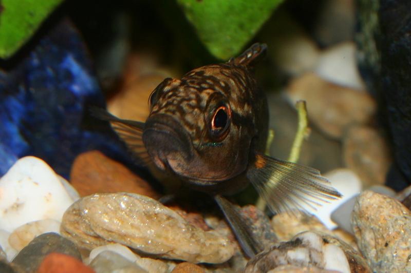 Telmatochromis dhonti